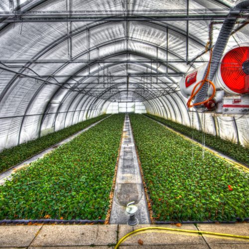 solutions-greenhouse solutions-greenhouse