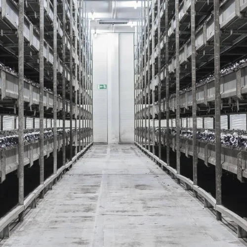 solutions-mushroom solutions-mushroom