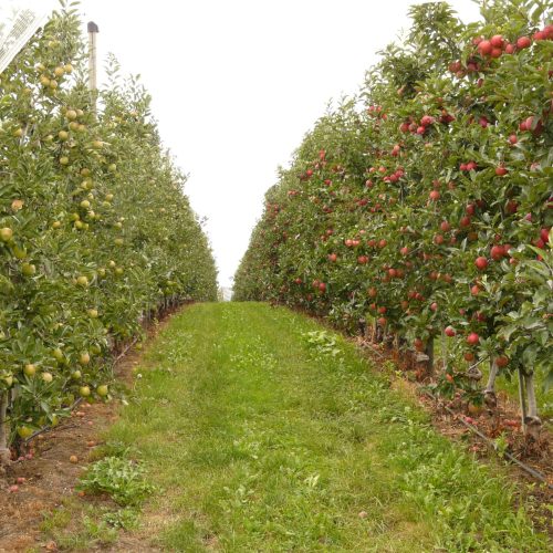 solutions-orchard solutions-orchard